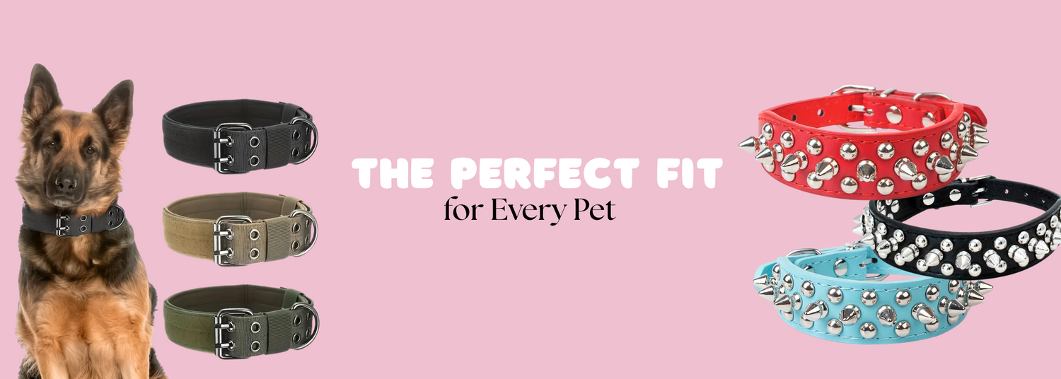 🐕 More Than Just a Collar — It’s Your Dog’s Identity